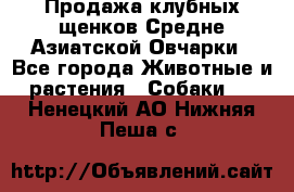 Продажа клубных щенков Средне Азиатской Овчарки - Все города Животные и растения » Собаки   . Ненецкий АО,Нижняя Пеша с.